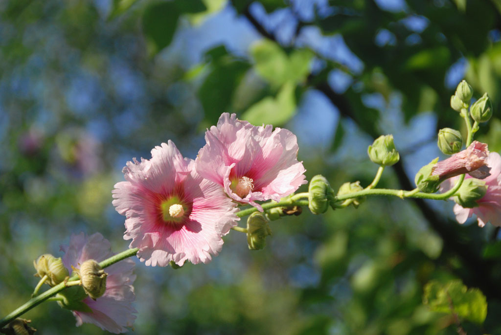 小花一组
