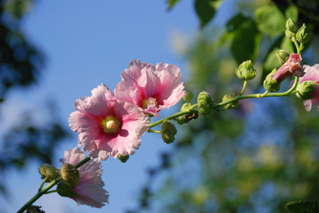 小花一组