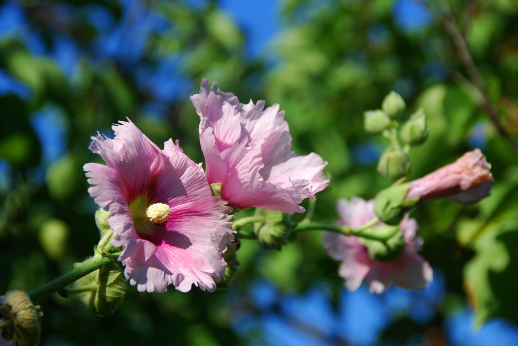 小花一组