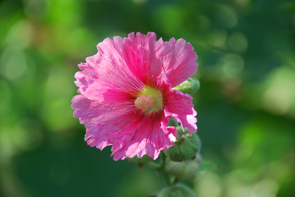 小花一组