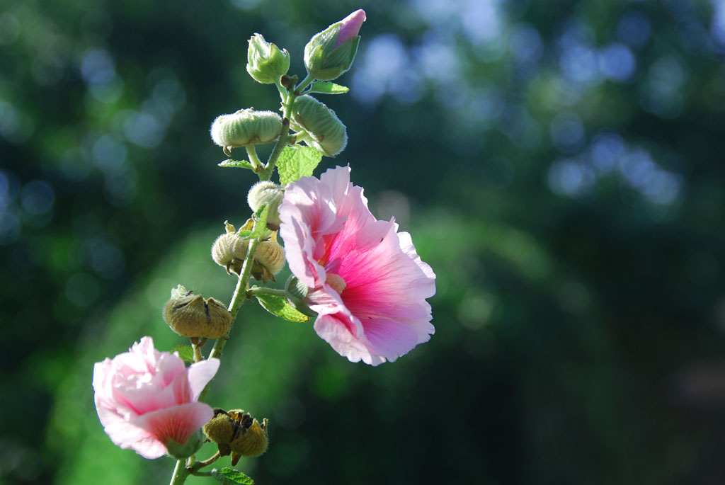 小花一组