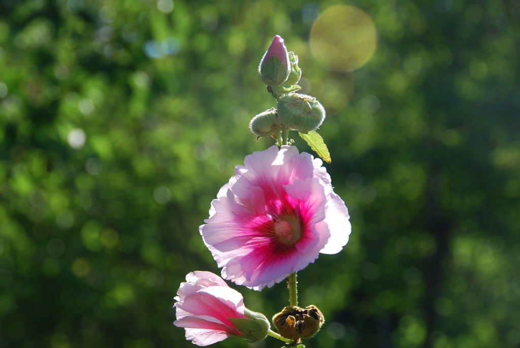 小花一组