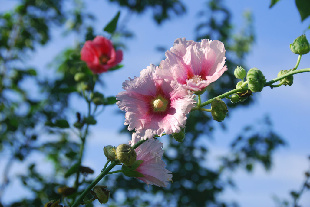 小花一组