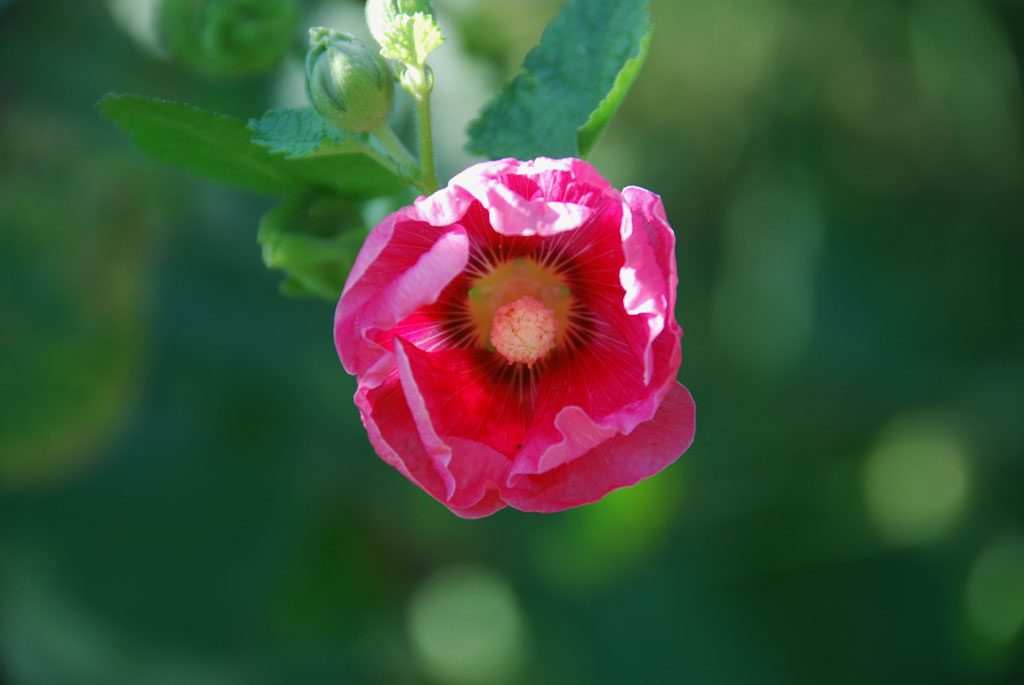 小花一组