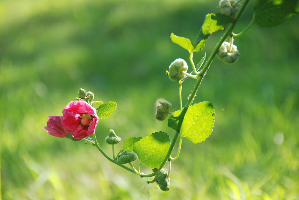 小花一组