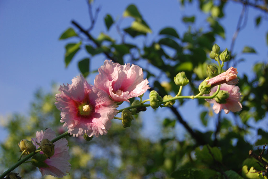 小花一组