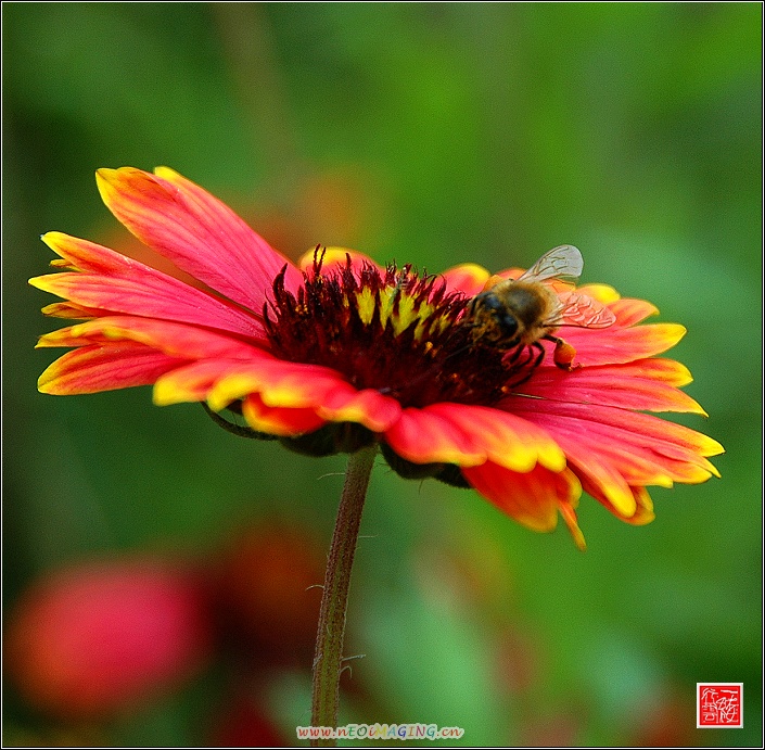盛夏小花~~~