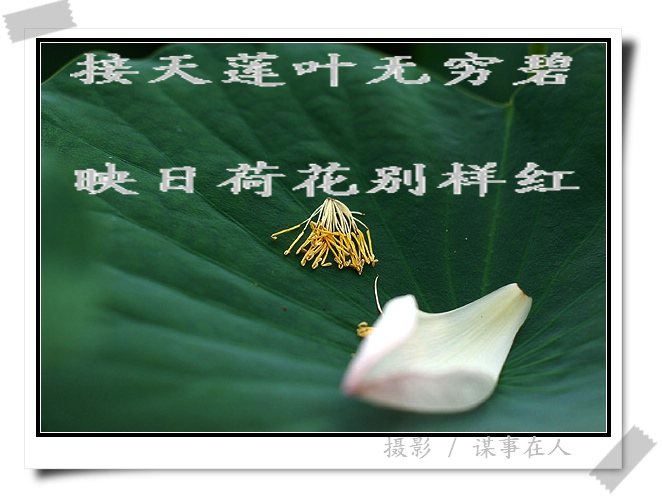 映 日 荷 花 别 样 红