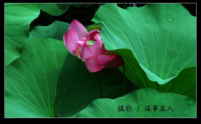 映 日 荷 花 别 样 红