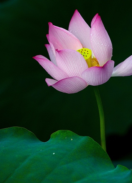 映 日 荷 花 别 样 红