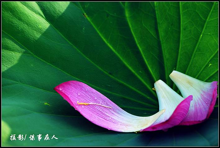 映 日 荷 花 别 样 红