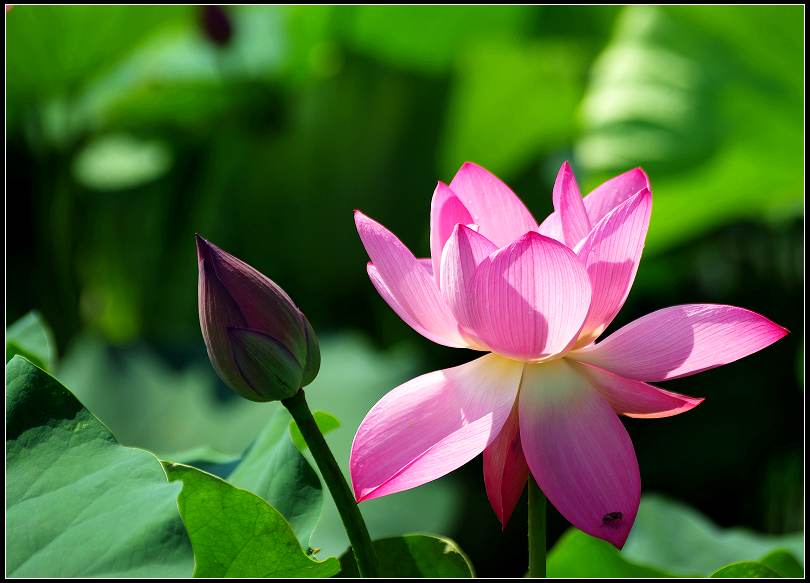 映 日 荷 花 别 样 红