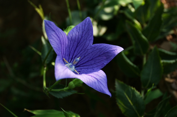 山花