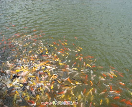 戏水