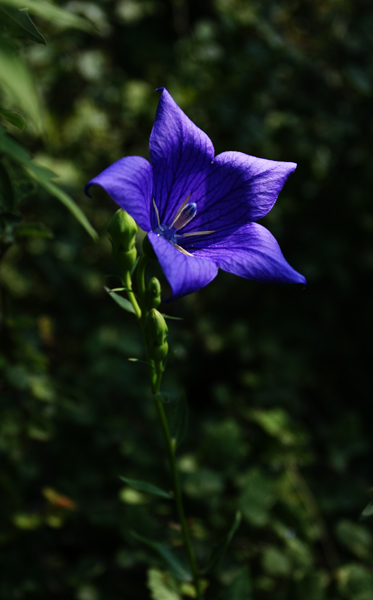 山花