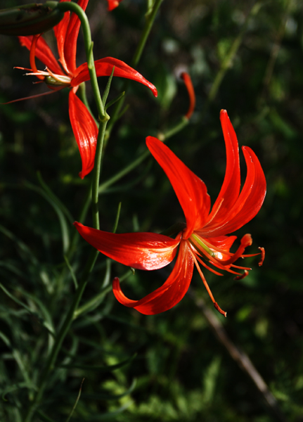 山花