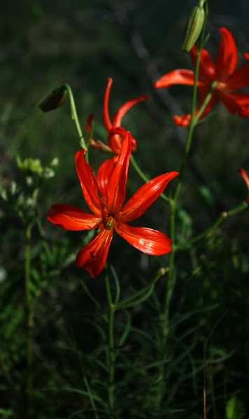 山花