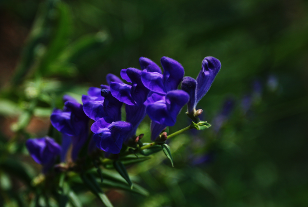 山花