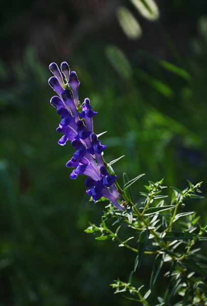 山花