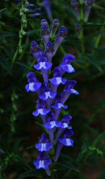 山花