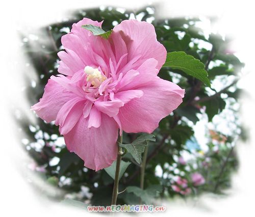 很美的花