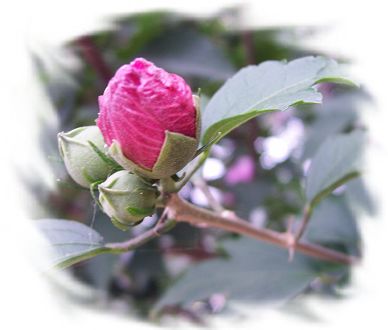 很美的花