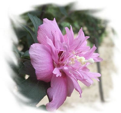 很美的花