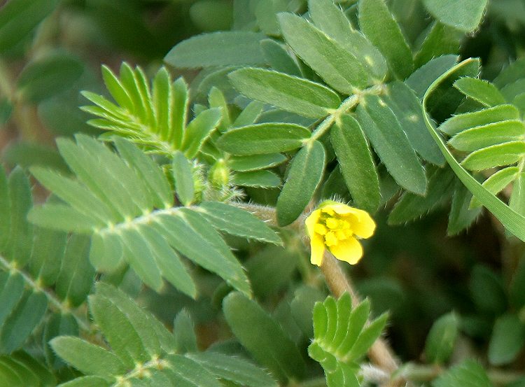 草原野花