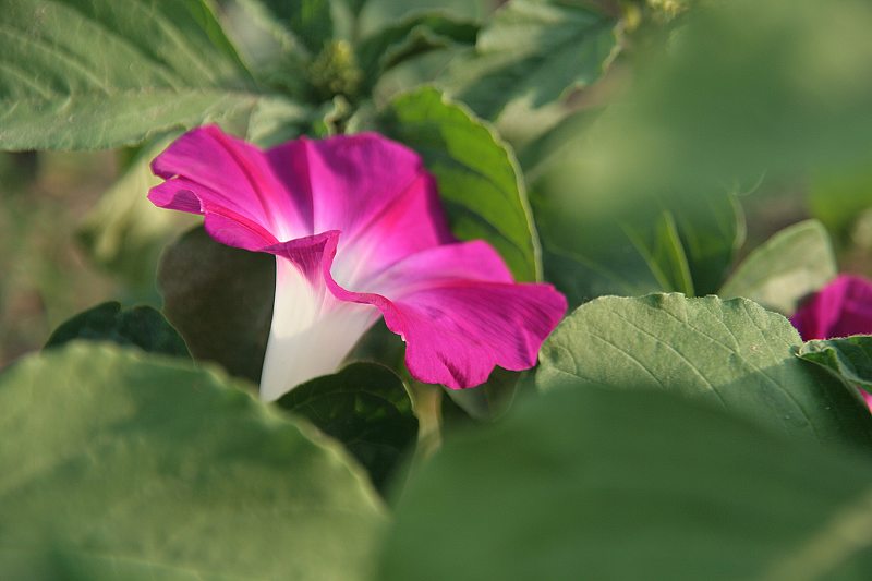 草原野花