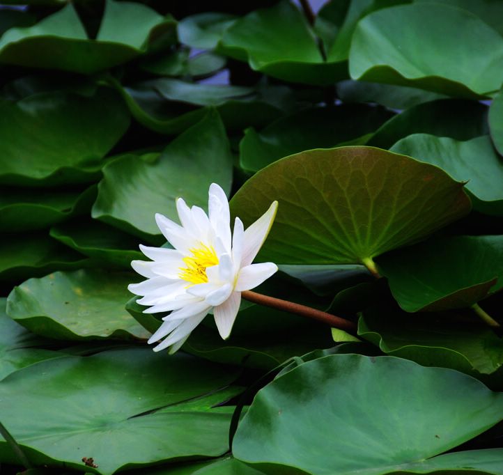牵手荷花仙子之二