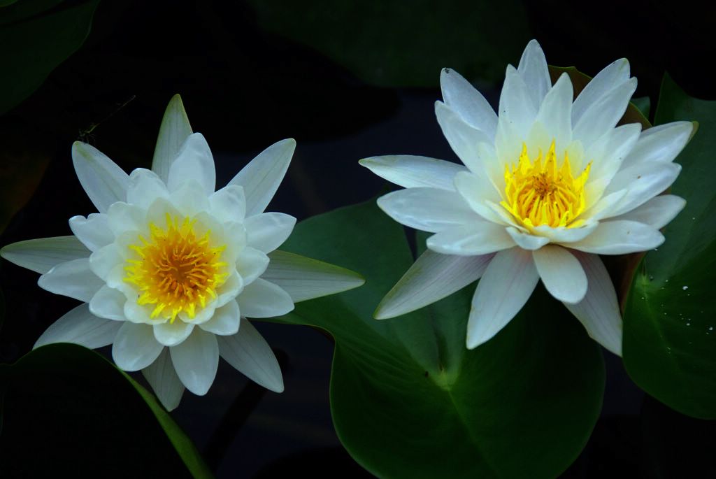 牵手荷花仙子之二