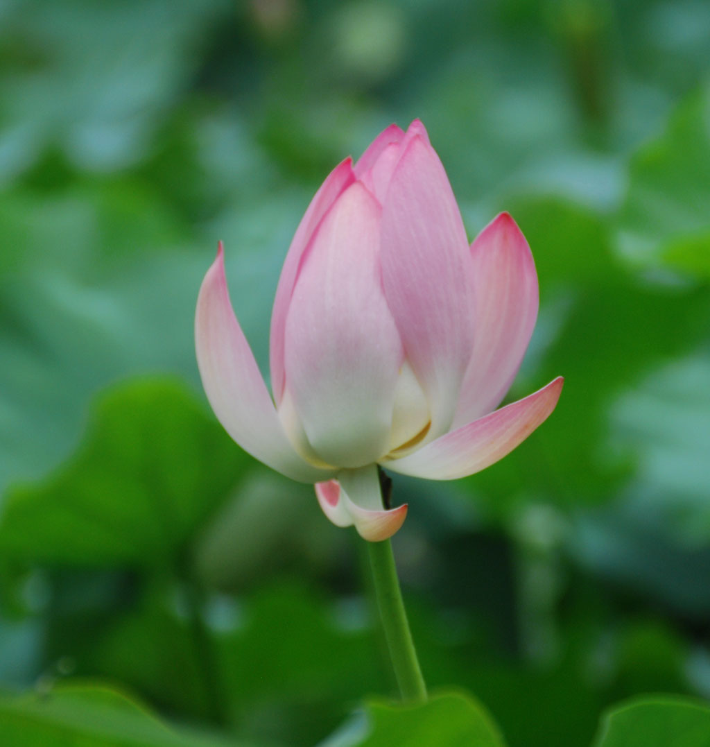 牵手荷花仙子之二