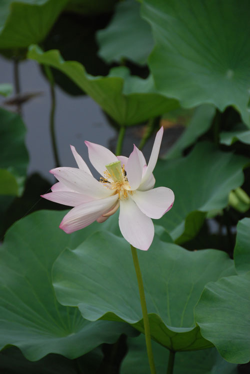 牵手荷花仙子之二
