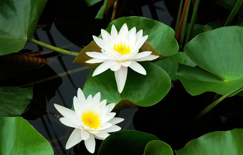 荷花