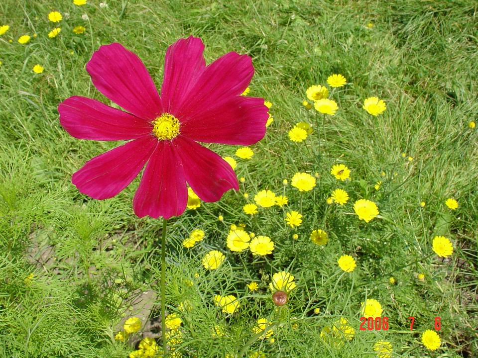 小花