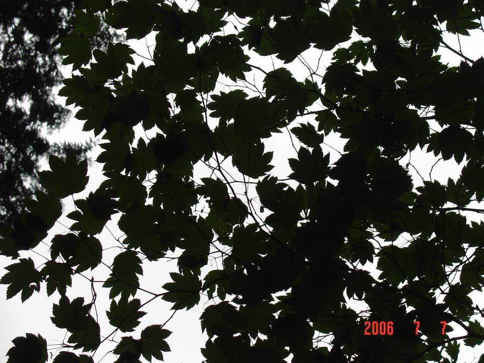 剪影画