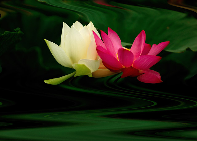 荷花