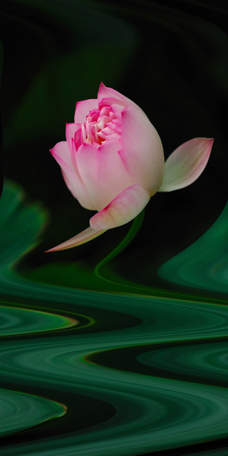 荷花