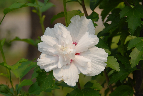 小花A
