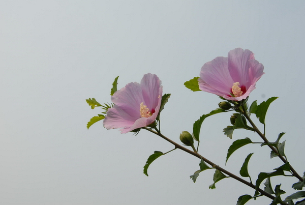小花A