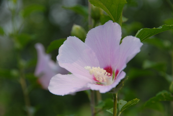 小花A