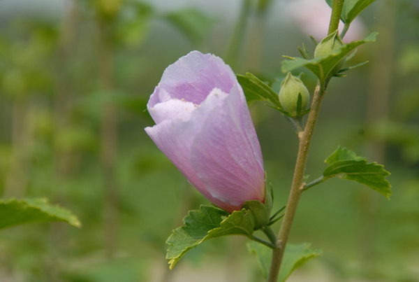 小花A