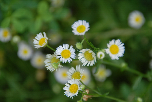小花