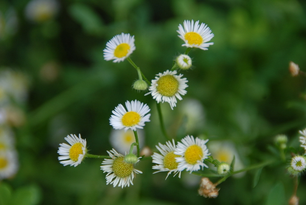 小花