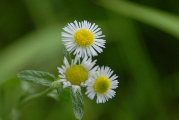 小花