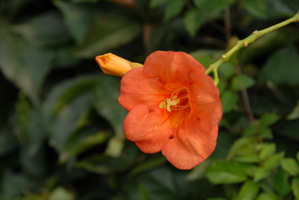 小花A