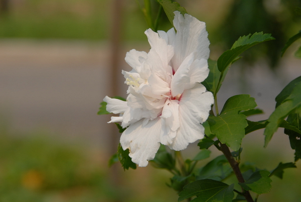 小花A