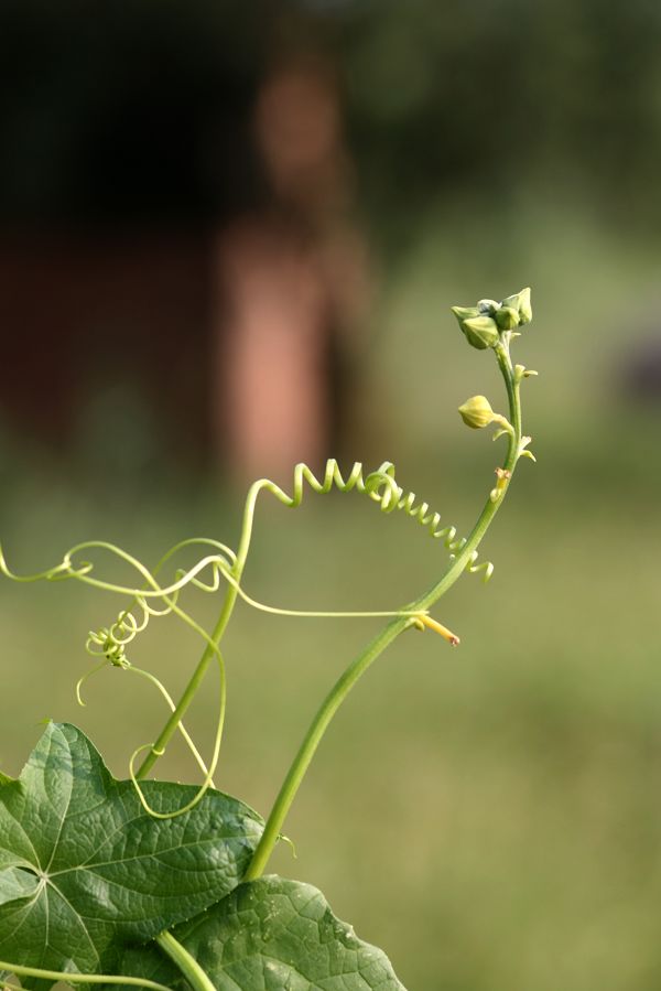 秧