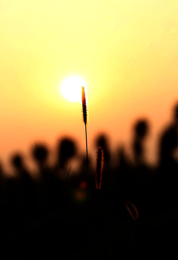 草