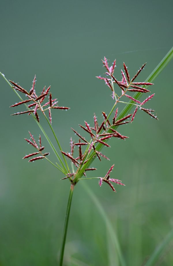草